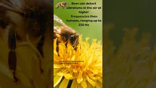 Download Mp3 Frequencies                               #beelife #beekeeper #frequencies # vibration #hive mind Gudang lagu Download Mp3 Frequencies                               #beelife #beekeeper #frequencies # vibration #hive mind
