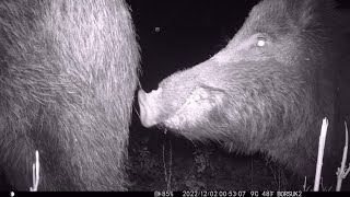 Dzik Kamerzysta Zmienia Kadr...co W Lesie Słychać 3 Fotopułapka