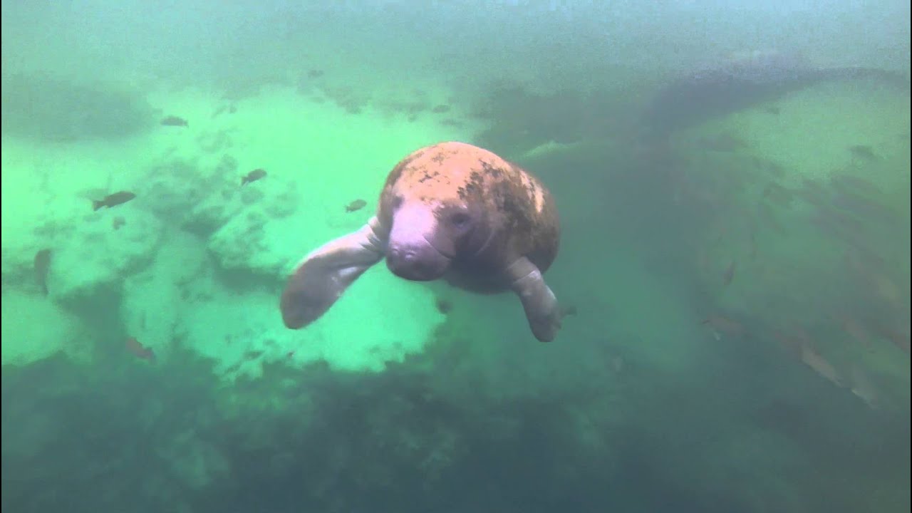 Florida Manatees  (Trichechus manatus latirostris) at Hospital Hole