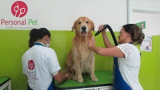 Aula De Banho E Secagem - Personal Pet Escola