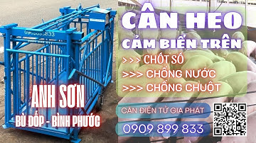 CÂN ĐIỆN TỬ CÂN HEO CẢM BIẾN TRÊN 4 CON Ở BÙ ĐỐP BÌNH PHƯỚC - 0909899833 - TƯ VẤN CHUYÊN SÂU
