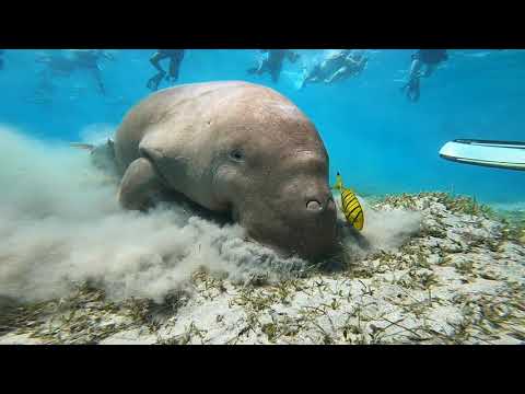 عجل البحر أو حيوان الدجنجوا او عجل البحر الاحمر جمال مرسا علم