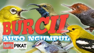 Suara Pikat Burung Prenjak, Ciblek, Sirtu, kolibri, sogon, sogok ontong