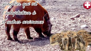 cochons et autres animaux babi mepet by Animal group Eu 1,947 views 1 year ago 10 minutes, 34 seconds