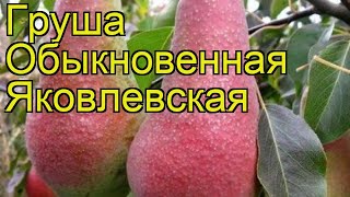 видео Груша обыкновенная Pyrus communis