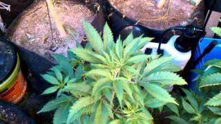 Organic Vs Chem Grower: Side By Side #6