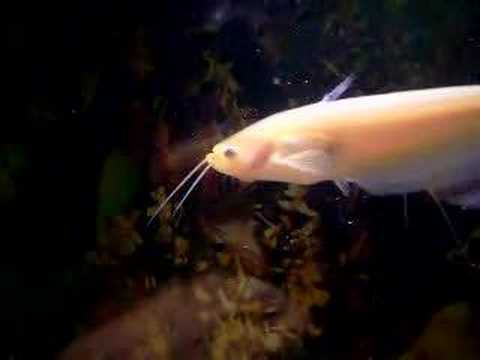 Видео: Начетен геном на Ompok Bimaculatus (риба Пабда)