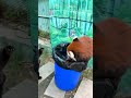I admit defeat. Bye-bye 😌 Red Panda Fighting #youtubeshorts #trending #redpanda #wildlife #pets