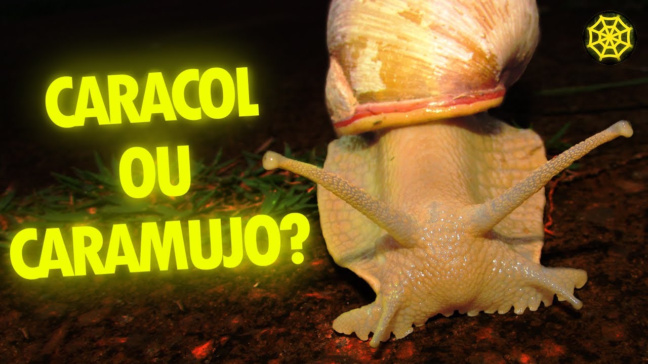 QUAL É A DIFERENÇA DELES? SAIBA NESSE VÍDEO! - SOBRE ANIMAIS