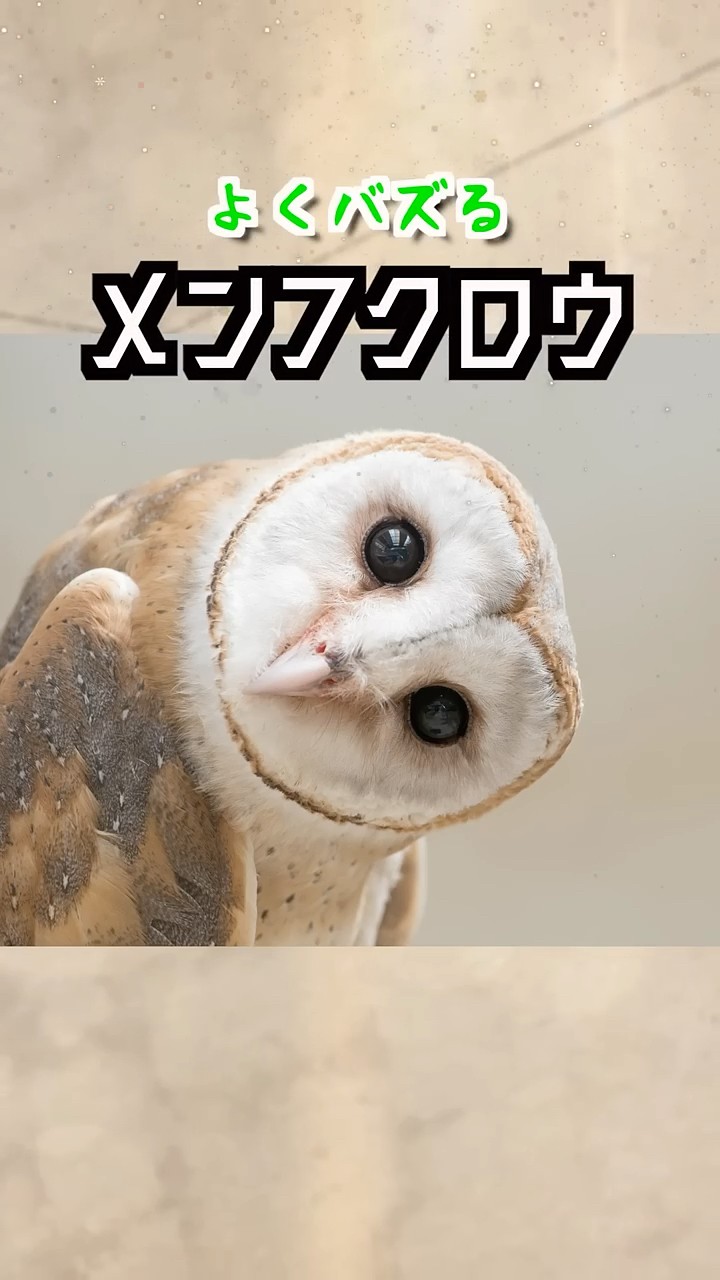 Hehehe] Barn owl is so cute! Baby running on the grass - YouTube