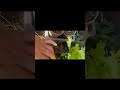 My little garden became someone buffet last night😤😭 #garden #gardeningtips #vlogging