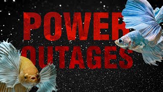 SAVE Your Fish Tank: 5 Power Outage Tips 2024