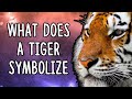 What Does a Tiger Symbolize? | Tiger Spirit Animal