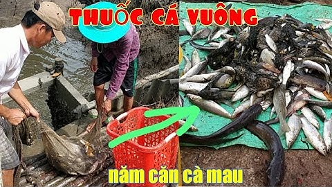 Thuốc cá vuông tôm | Năm Căn Cà Mau