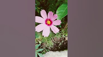Thumbnail of How to Grow &Care Cosmos Flower Plant|#cosmos #plants #growingup #youtubeshorts|Cosmos Flowers