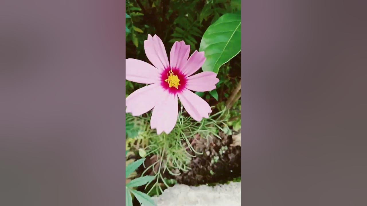 How to Grow &Care Cosmos Flower Plant|#cosmos #plants #growingup #youtubeshorts|Cosmos Flowers How to Grow &Care Cosmos Flower Plant|#cosmos #plants #growingup #youtubeshorts|Cosmos Flowers