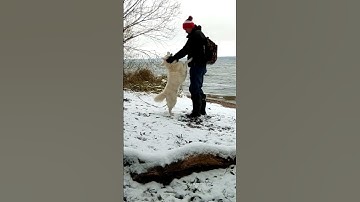 Thumbnail of #shorts #winter #snow #snowfall #snowwhite #dog #dogs #bestfriend #bestvideo #lucky #lithuania #cold