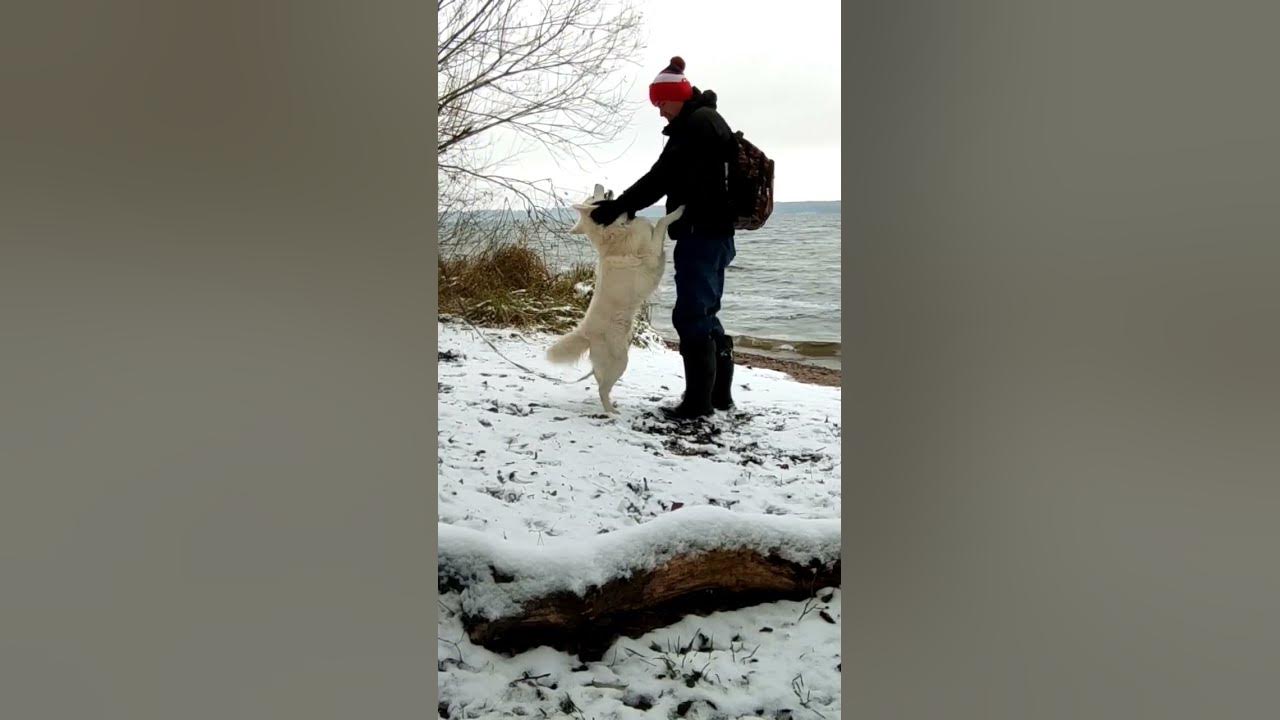 #shorts #winter #snow #snowfall #snowwhite #dog #dogs #bestfriend #bestvideo #lucky #lithuania #cold #shorts #winter #snow #snowfall #snowwhite #dog #dogs #bestfriend #bestvideo #lucky #lithuania #cold