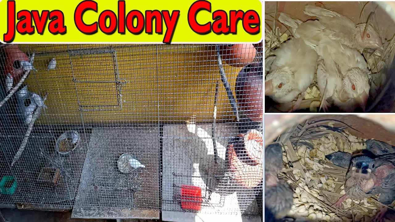 Breeding time my Java Sparrow colony care|| CageSize, Softfood ...