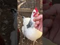 Friendly rooster, friendly hen