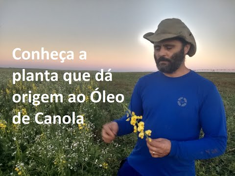 Vídeo: O Que é Colza