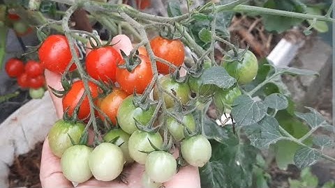 CÀ CHUA CHUỖI NGỌC TRỒNG TRONG CHẬU,Trồng Rau Sạch Tại Nhà