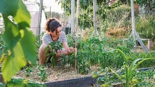 Mantenimiento Huerta de Verano | Mi Método para Tutorar Tomates