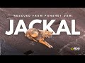 Jackal Rescued from panshet dam | #resqct , Pune