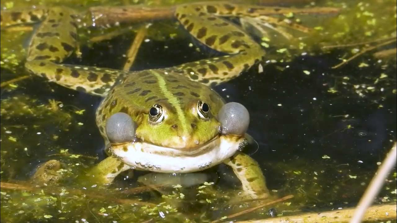 Frosch Geräusch Frösche quaken im Teich YouTube