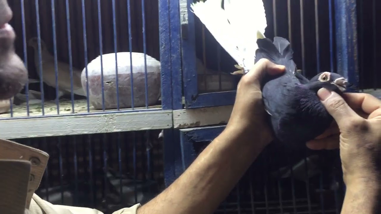 الحمام الغزار وجماله. هاني القصبجي. وفرجه علي الرائق فوق علي السطح رسمي