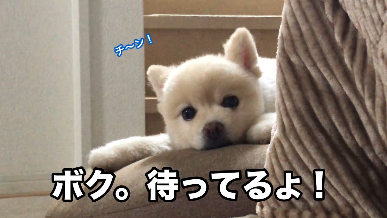 【ポメラニアン】大好きなねねにおいていかれた愛犬…。がこうなってしまいました。