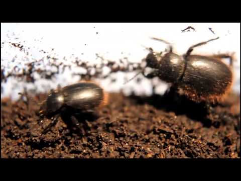 Video: Identifikation af Darkling Beetles: Lær om Darkling Beetle Control