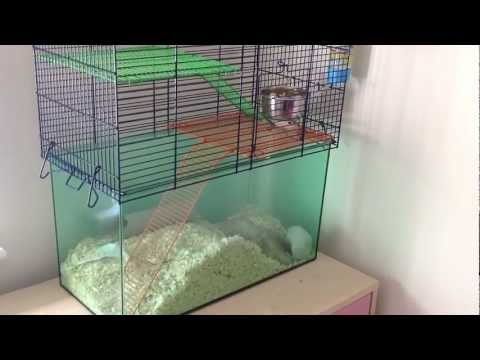 Videó: Durva Hajkabát Gerbils-ben