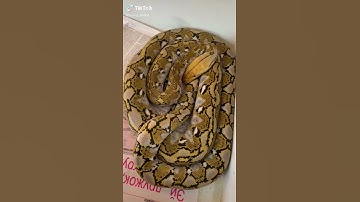 Rainbow reticulated python snake