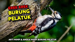 EREK EREK WOODPECKER 2D 3D 4D & MEANING OF DREAMS ABOUT WOODPECKERS
