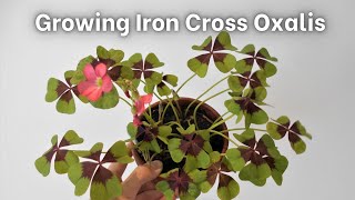 How to grow Iron Cross Oxalis