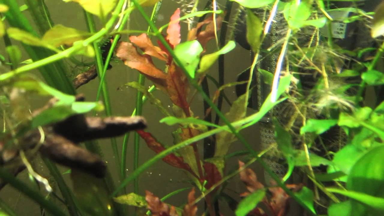 How Much Co2 Is Needed In A Planted Tank