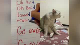 OMG! Cats 😻 And Dogs 🐶Can Speak English - Funny Animals Videos 2020 by Tiktok Gallery 23 views 3 years ago 3 minutes, 15 seconds