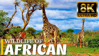 8K Animal Wildlife of Amboseli National Park - Scenic Wildlife Film With Relaxing Music