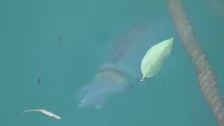 500グラム級のアオリイカが湾内で泳いでいます。コインサイズの新子は多いのですが、これくらいの大きさのものが、日中に姿を見せることは少ないのですが。9月11日金曜日和歌山県みなべ町堺一本松漁港。