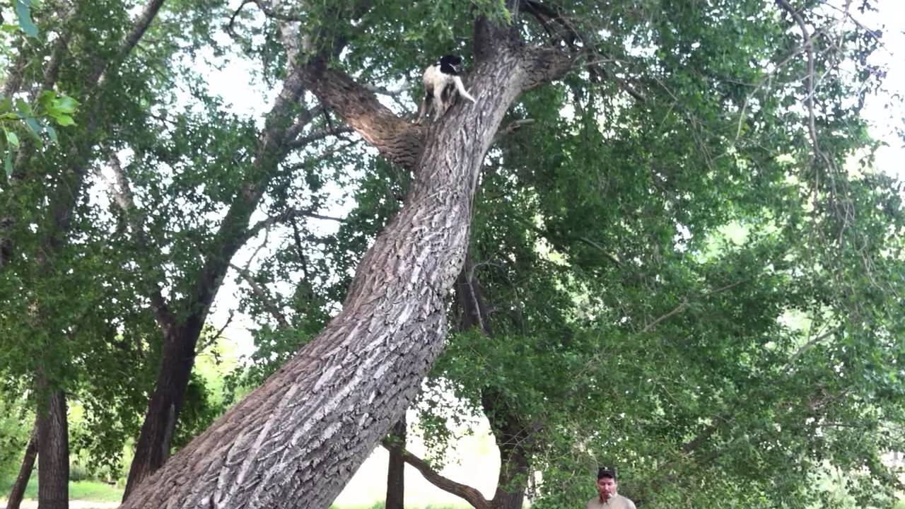 Treeing Walker Coonhound mix climbing 