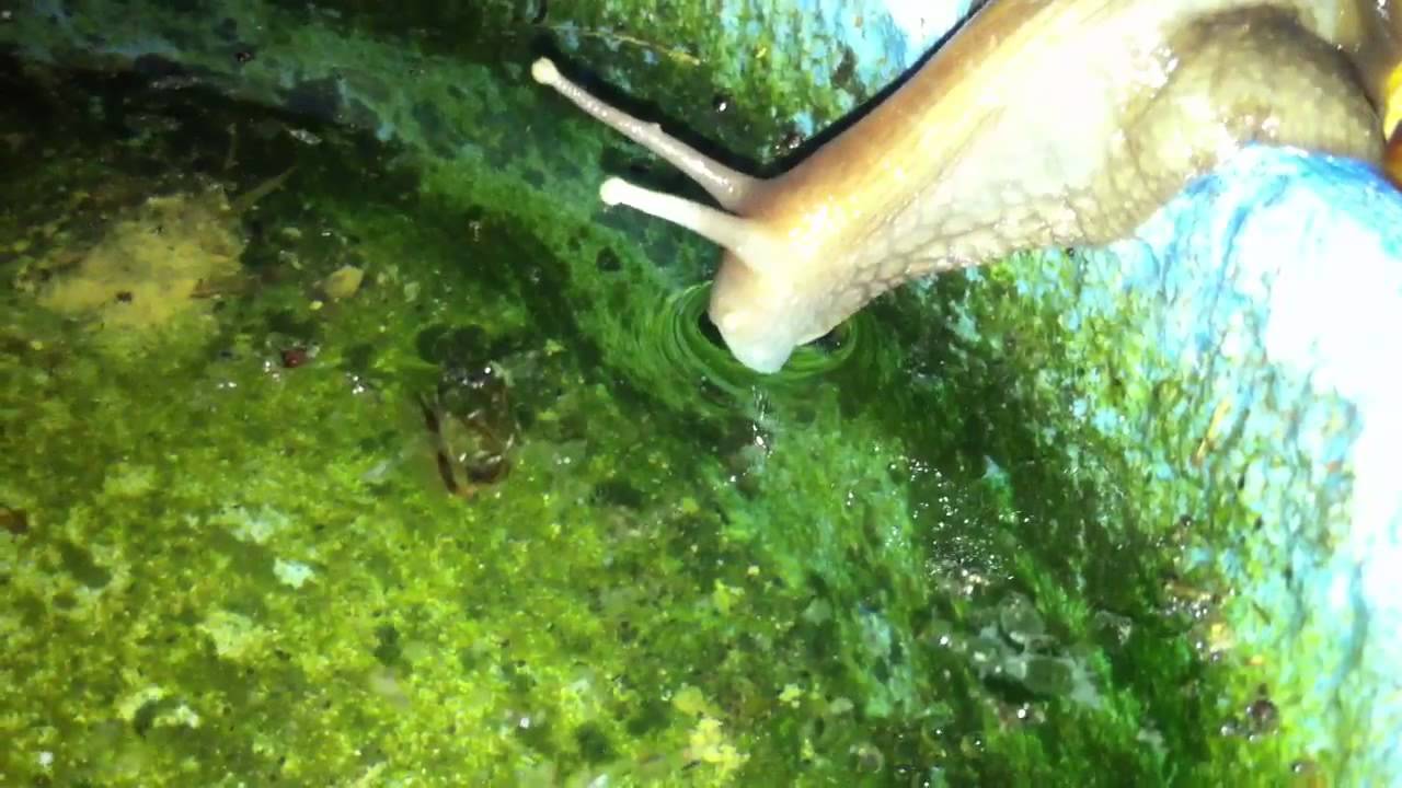 Snail drinks YouTube