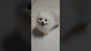 ioi 그리고 5세 포메라니안 강아지 일상 #포메라니안#강아지#cute#pomeranian#korean#kpop#kdog#dog#cuteshort#baby#강아지반응