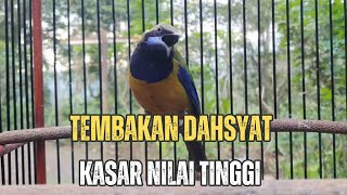 TEMBAKAN DAHSYAT ❗❗ MASTERAN KASAR CUCAK CUNGKOK NILAI TINGGI