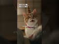#1≪猫あるある6選≫だけど一番のあるあるは???