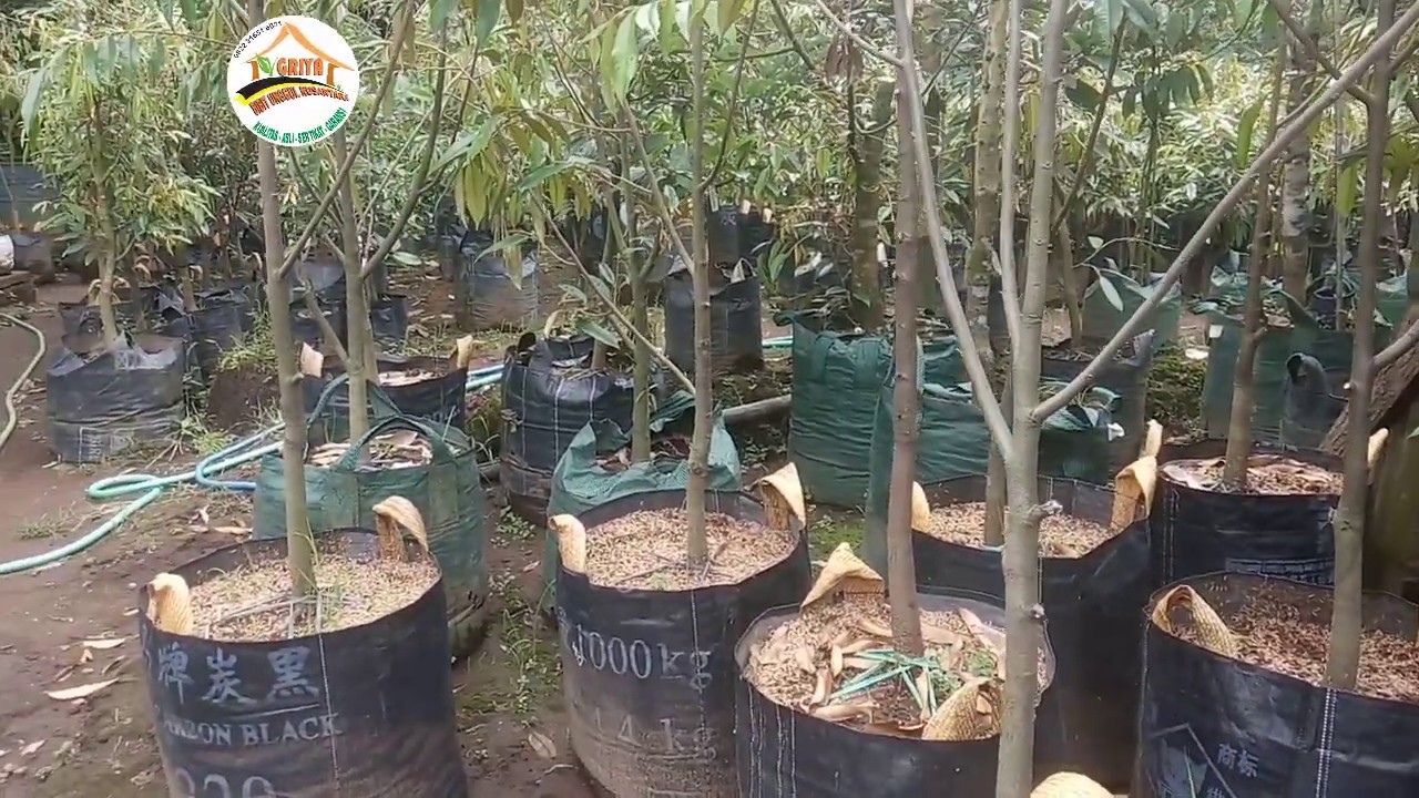 Harga Bibit Durian Dongkelan Musang King - Cara Menanam Bibit Durian