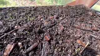 Paulownia Seedlings by KOFrass 52 views 1 year ago 43 seconds