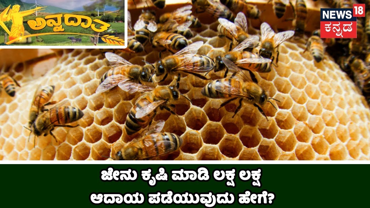 ಅನ್ನದಾತ | ಜೇನು ಕೃಷಿಯ ವಿಧಾನಗಳೇನು? ಯಾವ ಜೇನು ತಳಿಯನ್ನು ಸಾಕಿದರೆ ಉತ್ತಮ ಆದಾಯ ಬರುವುದು ಗೊತ್ತಾ?