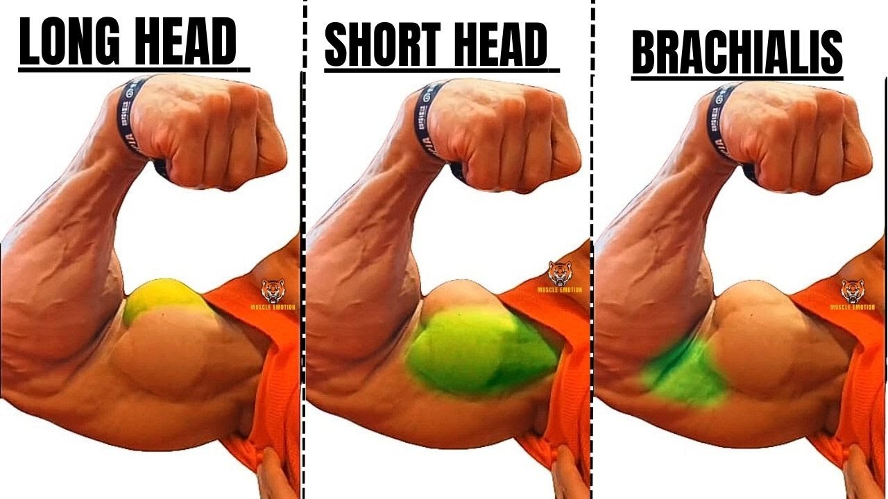 THE 5 MOST POWERFUL BICEPS EXERCISES TO BUILD HUGE ARMS - YouTube