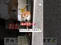 きゅうりを持ってお出迎えしてくれる柴犬　#柴犬　#犬　#かわいい犬 #かわいい #犬のいる暮らし